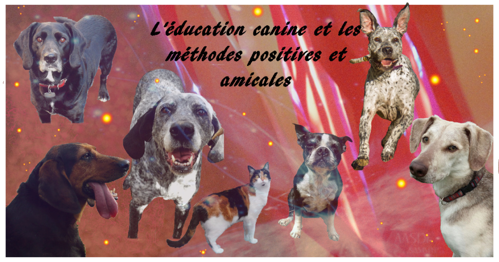 °°L'éducation canine et les méthodes positives et amicales°°
