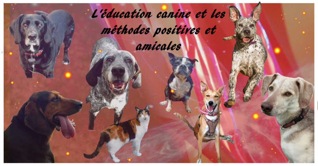 °°L'éducation canine et les méthodes positives et amicales°°