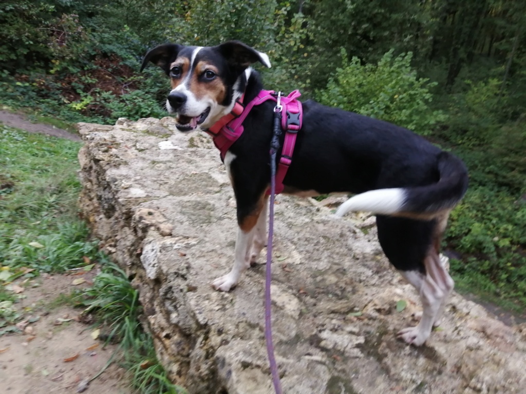 Melba croisée Beagle x berger ADOPTÉE  Img_2534