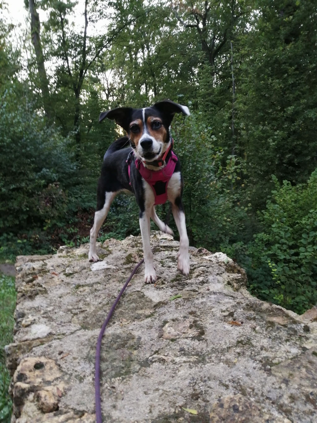 Melba croisée Beagle x berger ADOPTÉE  Img_2540