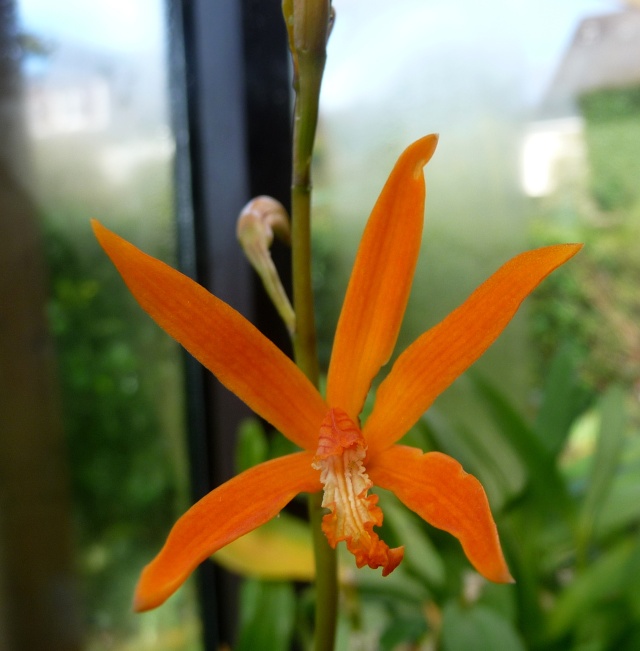 Laelia angererii 12-02-14