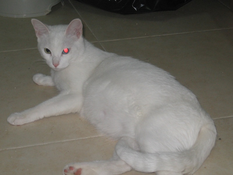 Gatita blanca preciosa embarazada y gatito dulce y cariñoso. 00610