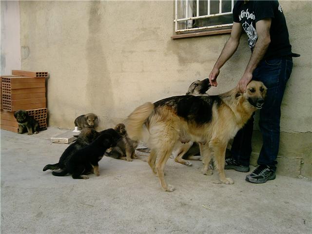 Más bebes esperando... Joder, que nadie me diga que esterilizar es cruel!!! Getatt10