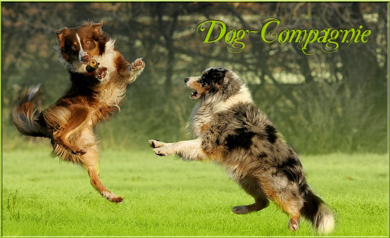 Dog-Compagnie, la communité canine ! Dg10