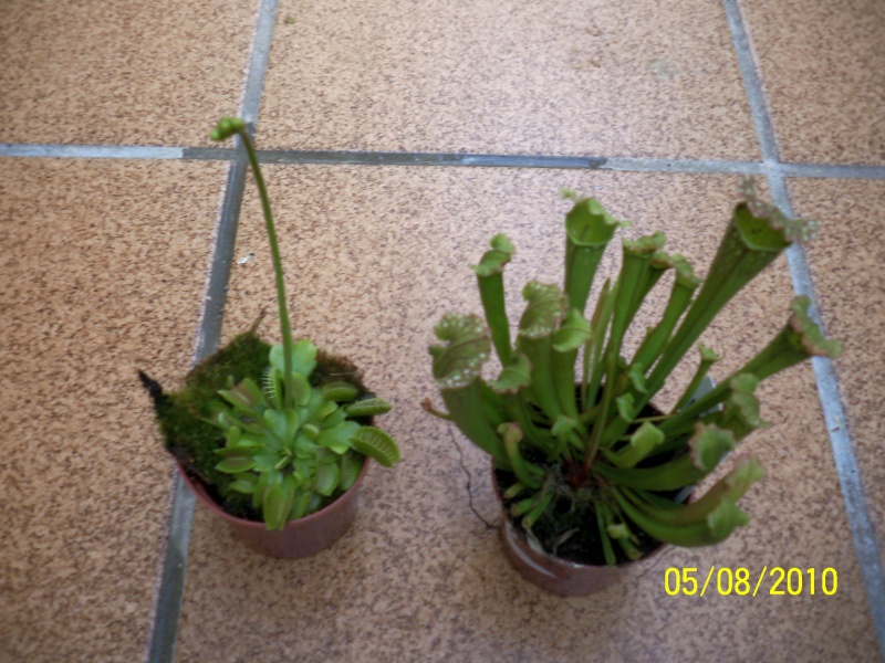 aqui van las fotos de mis plantas (solo algunas) 100_0514