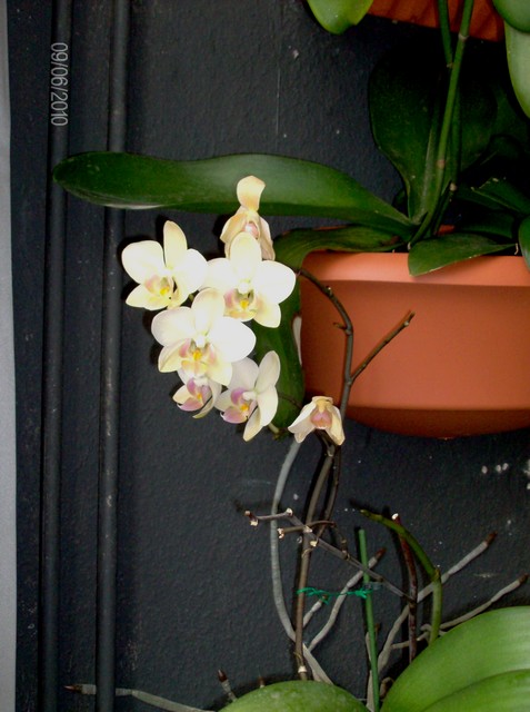 voici donc mes Orchidées adorées Mesorc20