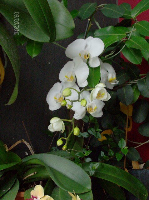 voici donc mes Orchidées adorées Mesorc21
