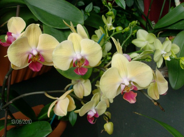 voici donc mes Orchidées adorées Mesorc28