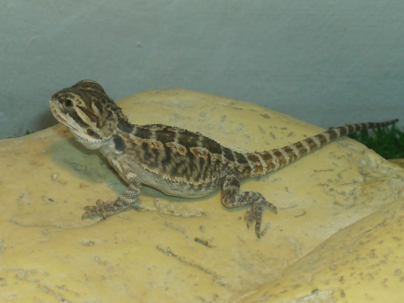 mon pogona zig zag Hpim1211