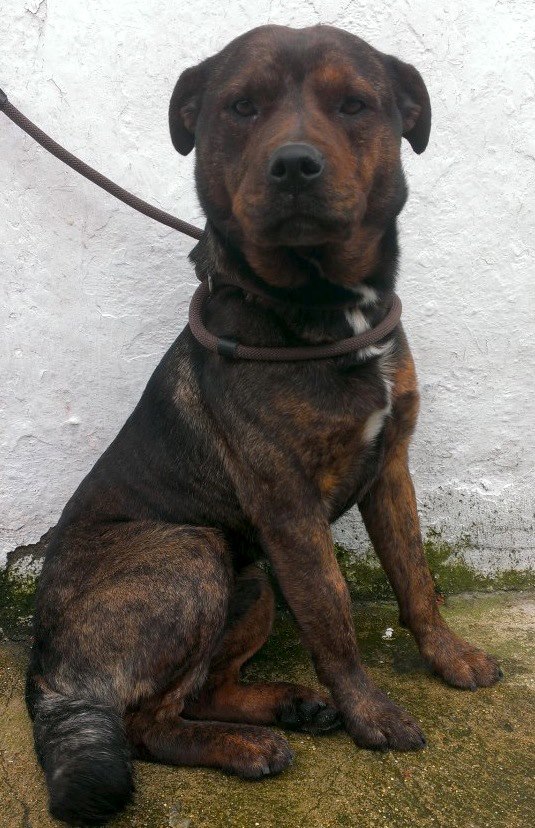 Bernard Rottie/GSD 1year needs rescue nervous but settling in now  SAFE Bernar10