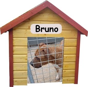 Meet Bruno our very special boy waiting for a special rescue Bruno10
