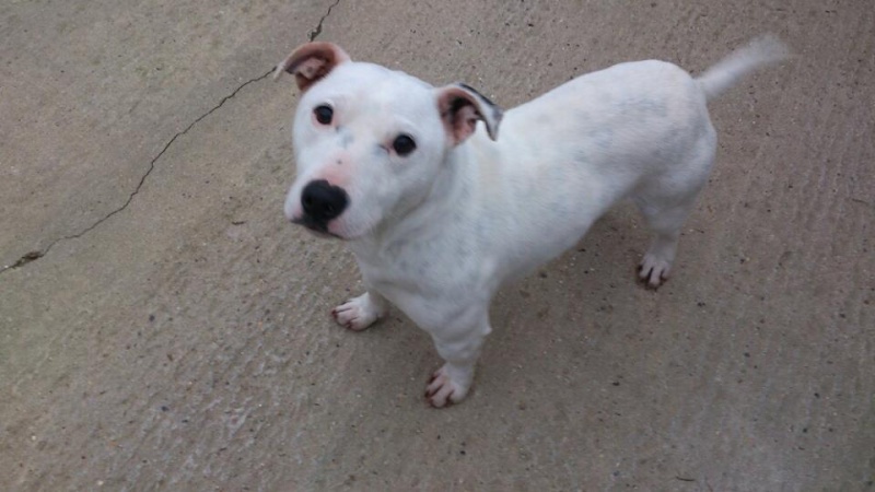 Meet Gilbert staffie x jrt needs a rescue  SAFE Gilber10