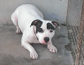 Meet Patch looking for rescue  NOW SAFE Patch_10