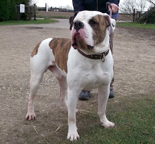 Winston needs rescue by 20th March or will be pts Old thyme bull dog SAFE Winsto10