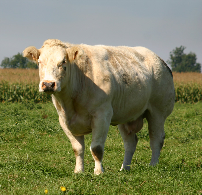 On mange du boeuf  ?  Blanc-10