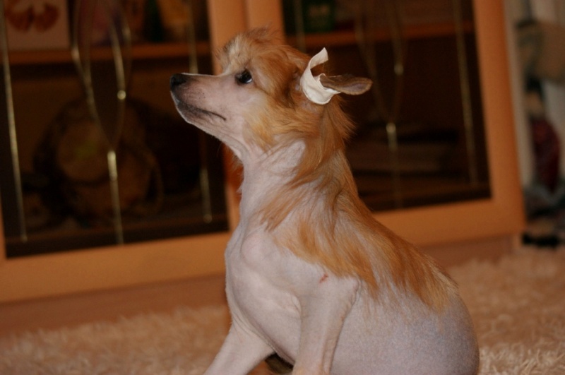 Продаются очаровательные щенки Китайской Хохлатой собаки от титулованных родителей, чемпионов Dsc01026