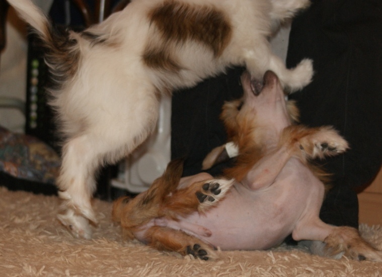 Продаются очаровательные щенки Китайской Хохлатой собаки от титулованных родителей, чемпионов Dsc01032