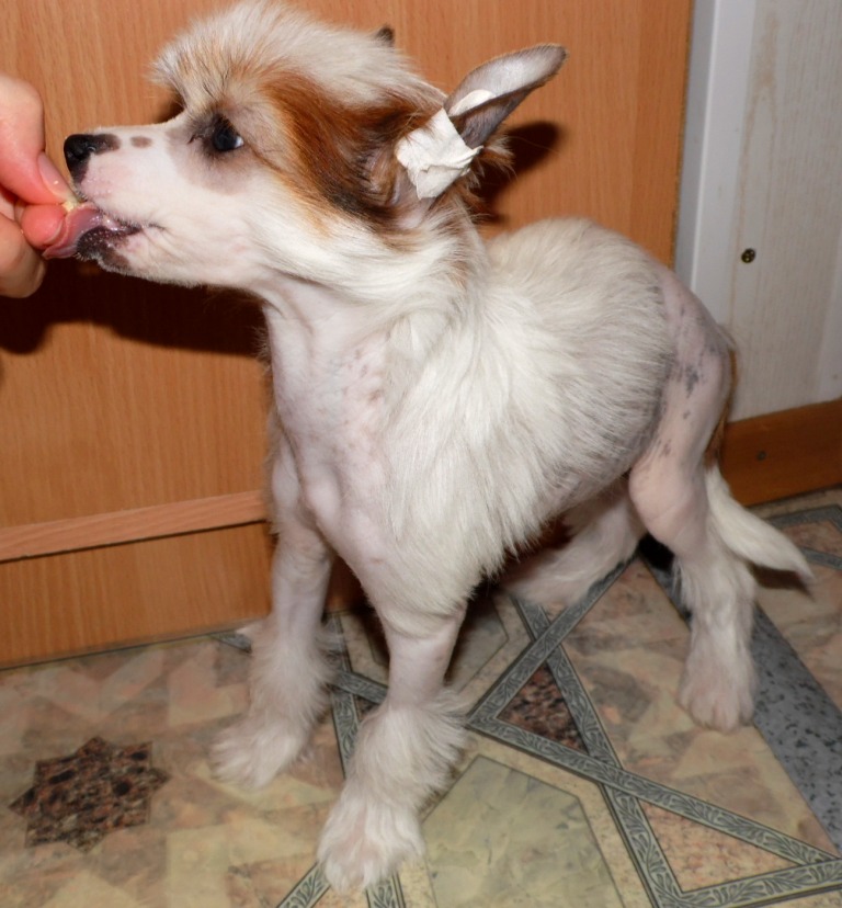 Продаются очаровательные щенки Китайской Хохлатой собаки от титулованных родителей, чемпионов Sam_0714