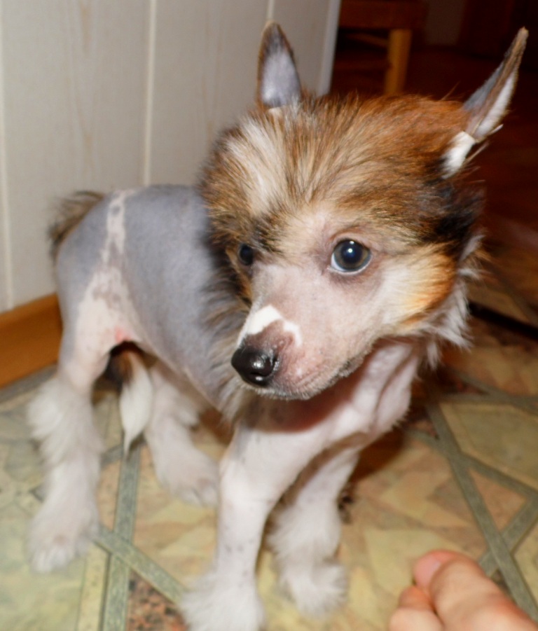 Продаются очаровательные щенки Китайской Хохлатой собаки от титулованных родителей, чемпионов Sam_0816