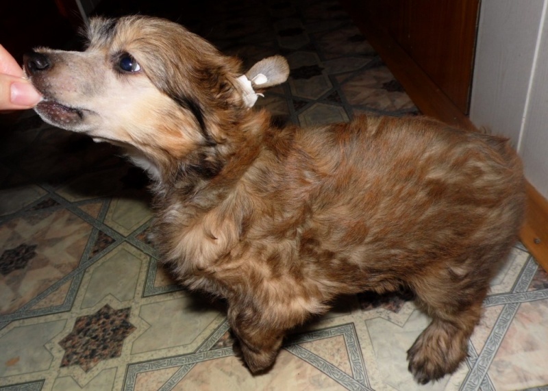 Продаются очаровательные щенки Китайской Хохлатой собаки от титулованных родителей, чемпионов Sam_0820