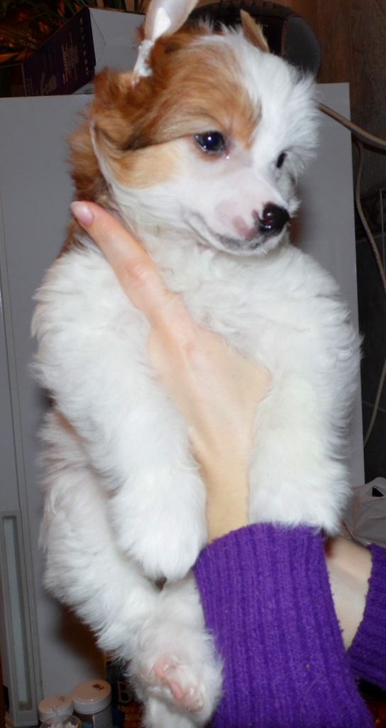 Продаются очаровательные щенки Китайской Хохлатой собаки от титулованных родителей, чемпионов Sam_0826