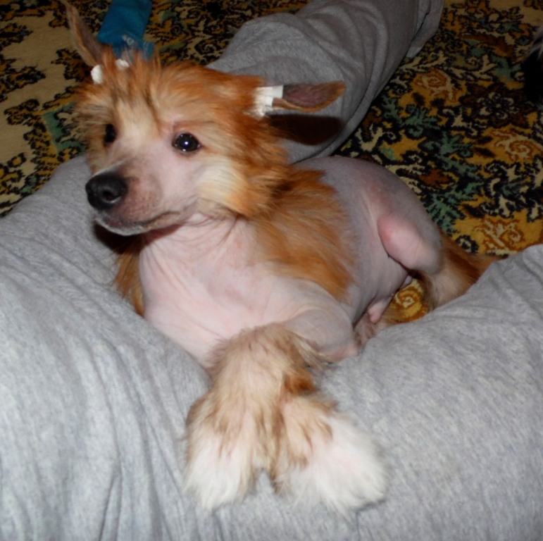 Продаются очаровательные щенки Китайской Хохлатой собаки от титулованных родителей, чемпионов Sam_1011