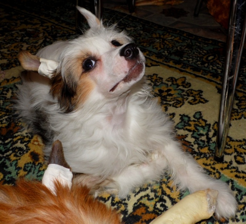 Продаются очаровательные щенки Китайской Хохлатой собаки от титулованных родителей, чемпионов Sam_1026