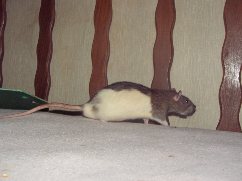 Igor et Yova, les ratous de mon COPAIN :) Imag0012