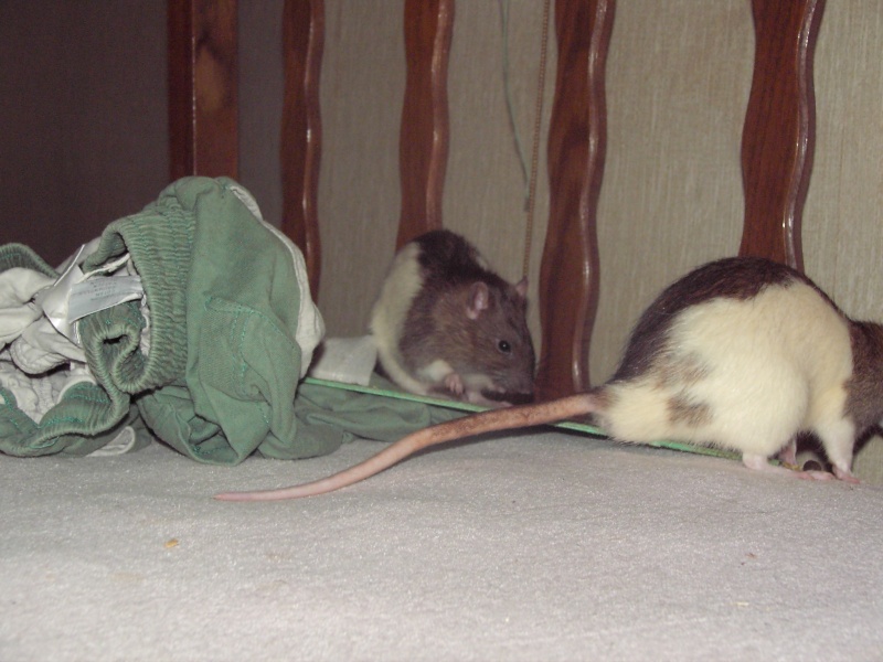 Igor et Yova, les ratous de mon COPAIN :) Imag0015