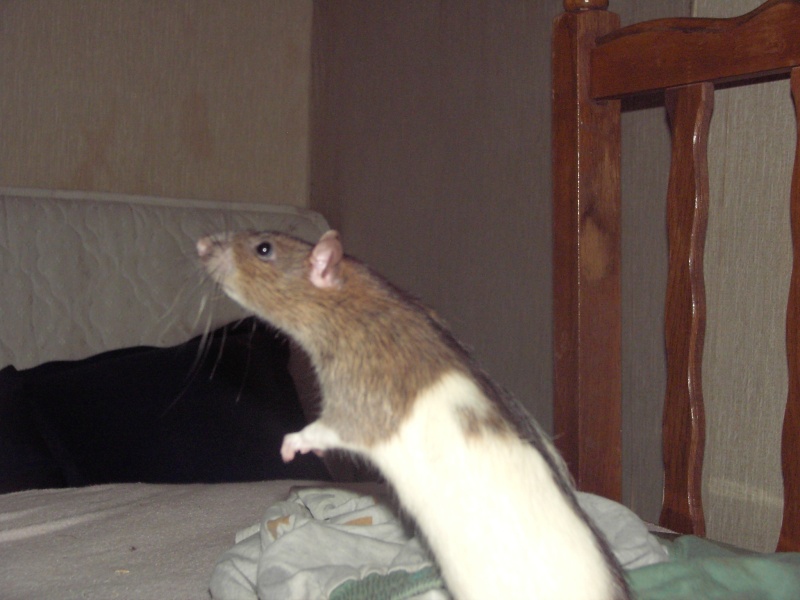 Igor et Yova, les ratous de mon COPAIN :) Imag0017