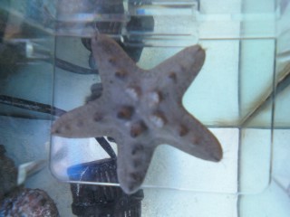 I cut my starfish in half!!!!!! :-) 11040010