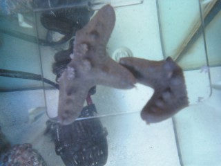 I cut my starfish in half!!!!!! :-) 11040011