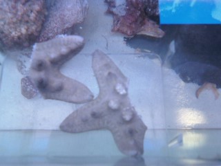 I cut my starfish in half!!!!!! :-) 11040012