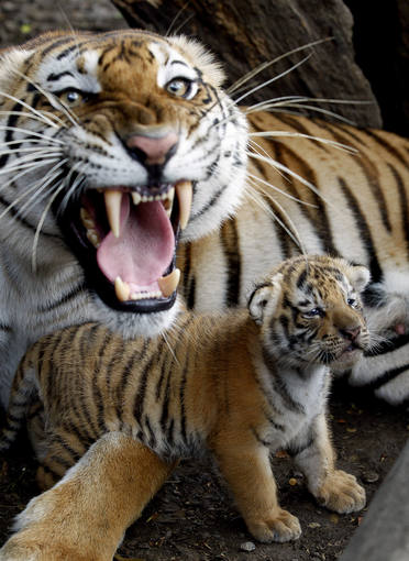 Los países que más tigres cazan se comprometen a duplicar su población. 12875810
