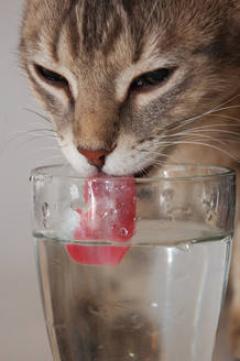 La sofisticada forma de beber de los gatos: usan la gravedad y la inercia. 12895010