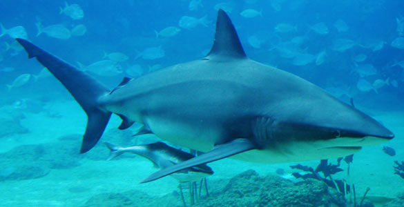 El secreto del ataque letal de los tiburones. 12906010