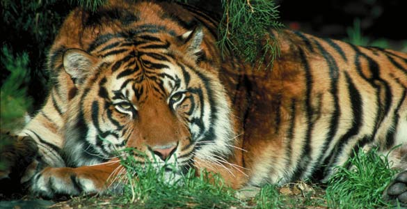 Los países que más tigres cazan se comprometen a duplicar su población. 12906011