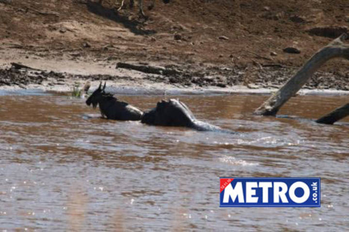 El hipopótamo samaritano que rescata animales. 210