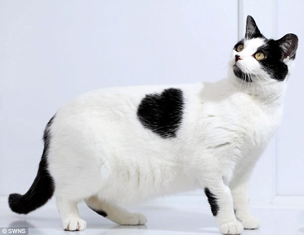 Un gato lleva un corazón en su pelaje; espera ser adoptado. Gato-c10