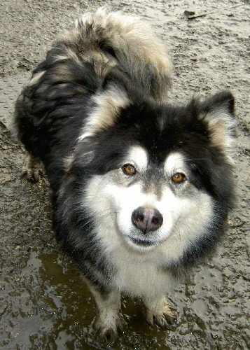 Husky, Malamute, Samoyedo y cruzes de ellos. Cantabria. Gojwt810