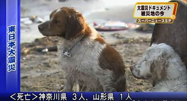  En japón los perros son muy fieles. (historias preciosas). Perro-10