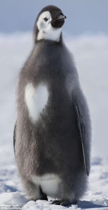  Un pingüino con un corazón en el pecho: ‘El amor en un clima frío’. Pingui10