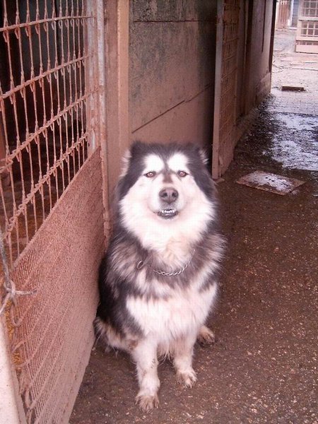 Husky, Malamute, Samoyedo y cruzes de ellos. Cantabria. Pjilub10