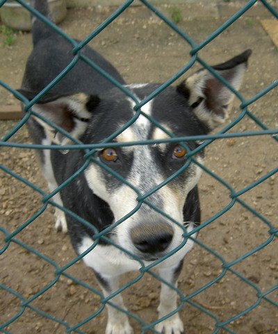 Husky, Malamute, Samoyedo y cruzes de ellos. Cantabria. Uzcejz10