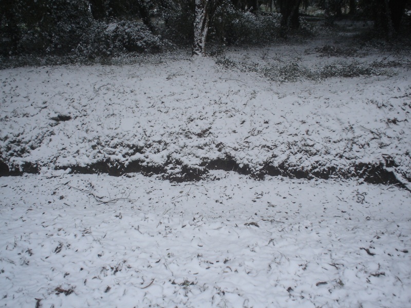 2010 - 17 dicembre 2010: tutto sulla neve in toscana. - Pagina 2 Dsc00014