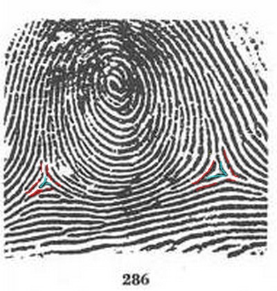 X - WALT DISNEY - One of his fingerprints shows an unusual characteristic! - Page 22 286_wh10