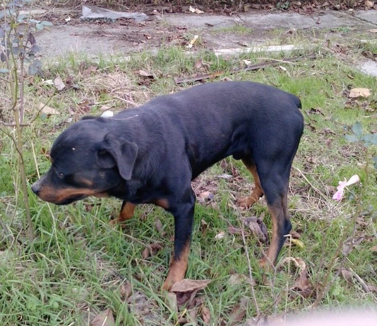 Baron, rott 4 ans, LOF (64) - cherche FA Baron013