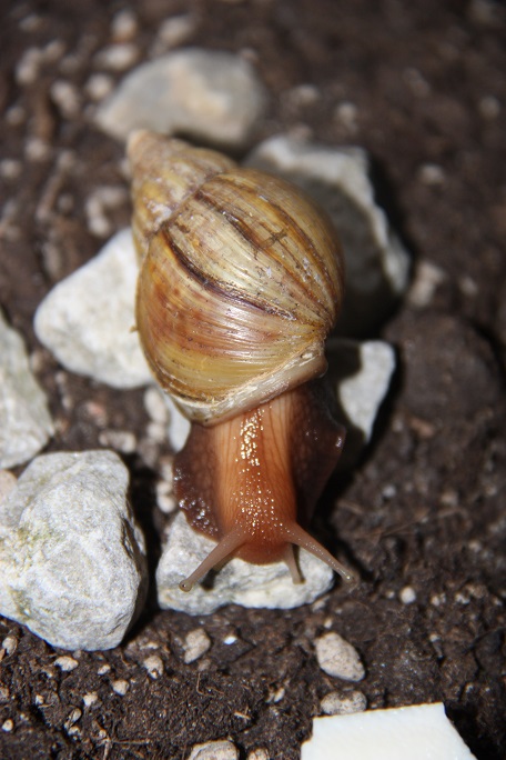 Mes Achatina Fulica (Escargots) Img_4518