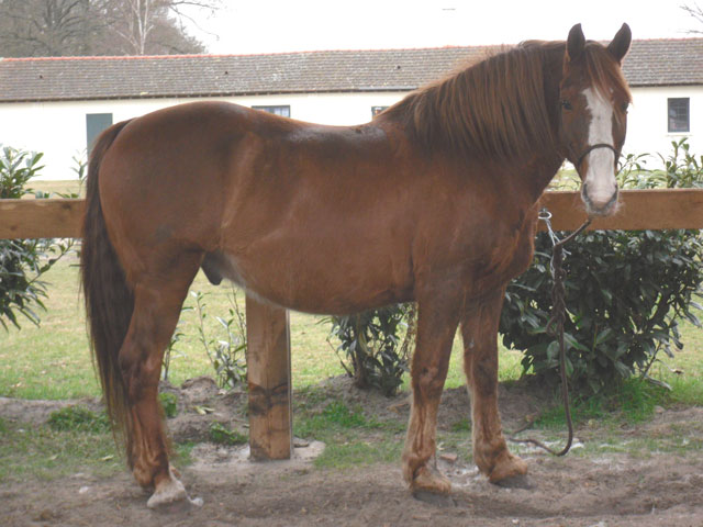 HYPO arabo-boulonnais hgre 18ans adopté par Geneviève 2 7 13 Hypo110