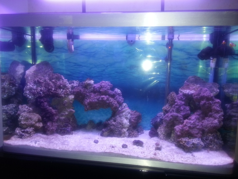 [Débutant] Eclairage pour coraux mous et durs 260L 2013-011